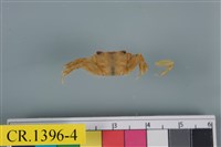 藏品(斑點擬相手蟹)的圖片